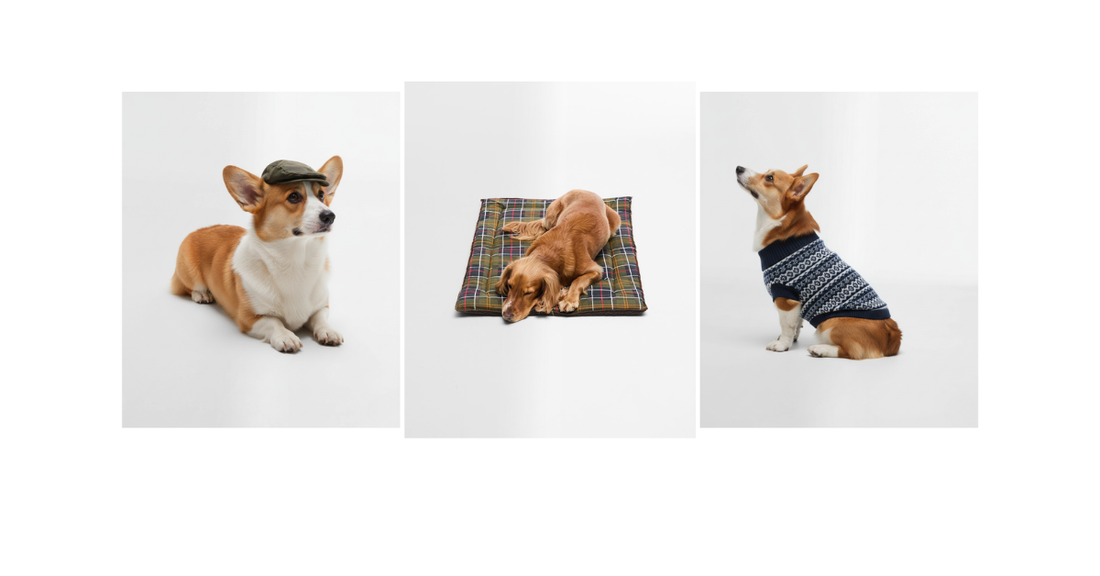 How to Choose the Right Size Dog Sweater - The Complete Sizing Guide