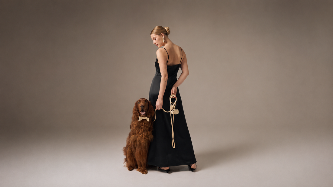 Premium full-grain leather dog leash and ergonomic harness with solid brass hardware, styled in the minimalist Visual Silence aesthetic.