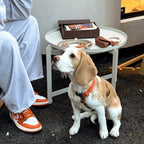 Adorable Beagle sitting patiently on the pavement, equipped with a striking orange, blue, and brown leather walking harness.