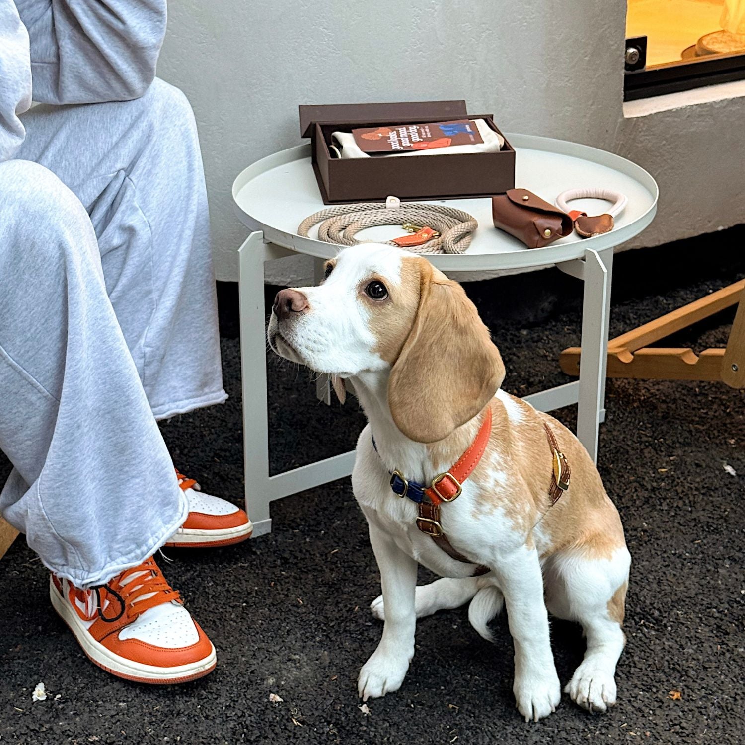 Adorable Beagle sitting patiently on the pavement, equipped with a striking orange, blue, and brown leather walking harness.