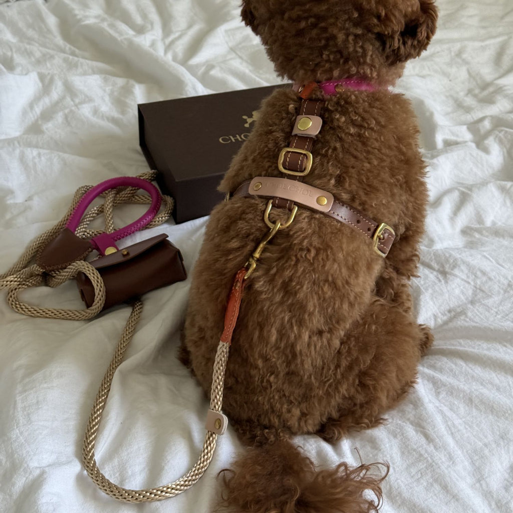 Rear view of a fluffy Maltipoo demonstrating the secure fit and solid brass hardware of the Chromatique luxury pet harness.