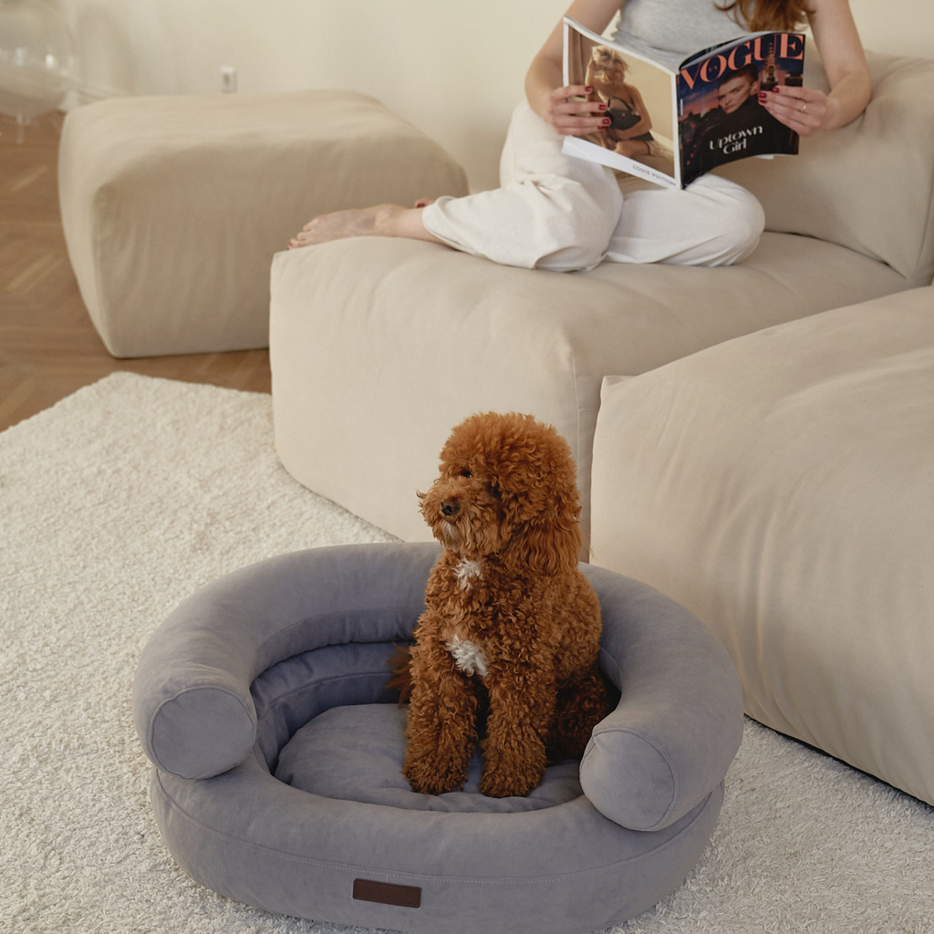 A fashionable owner reads a magazine on a beige sofa, while her attentive brown maltipoo sits proudly within the architectural grey pet lounge.