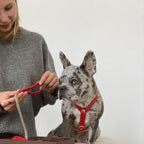 Preparing for an urban excursion, an owner secures the matching kinetic rope leash to the French Bulldog's vibrant leather harness.