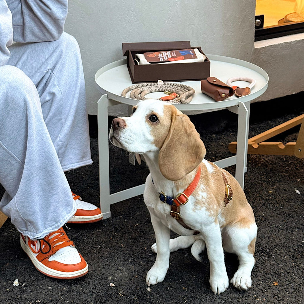 Attentive beagle resting near a cafe table, perfectly styled in the dynamic color-block leather harness alongside matching walking equipment.