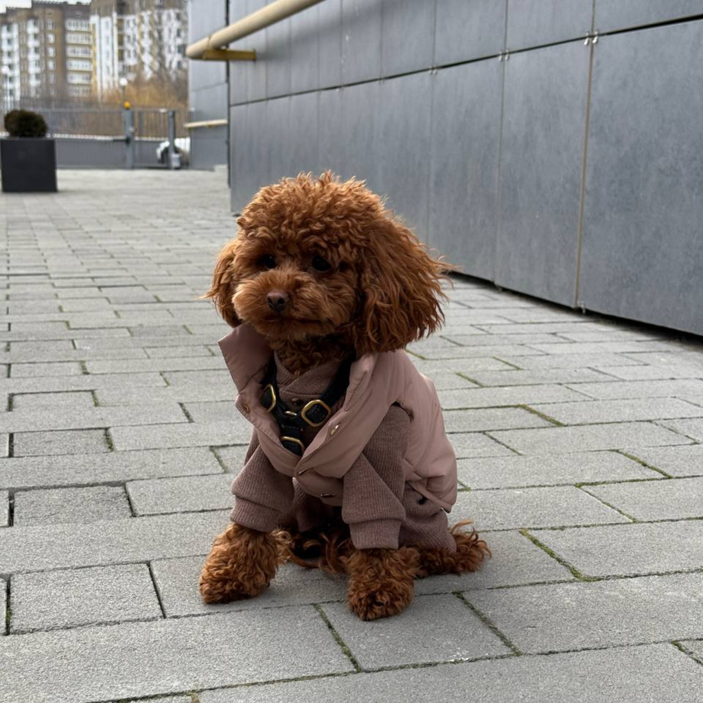 Resting on urban paving stones, a small dog models the versatile beige outerwear layered effortlessly over a knit sweater. The snap-button closure ensures a secure fit during chilly outdoor excursions.