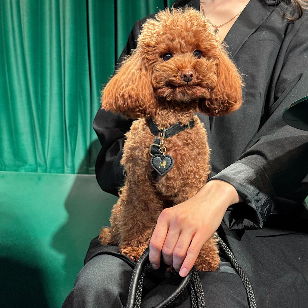 Cute brown Toy Poodle sitting gracefully, wearing the elegant black leather dog harness by CacheMio & CHOUCHOÚ.