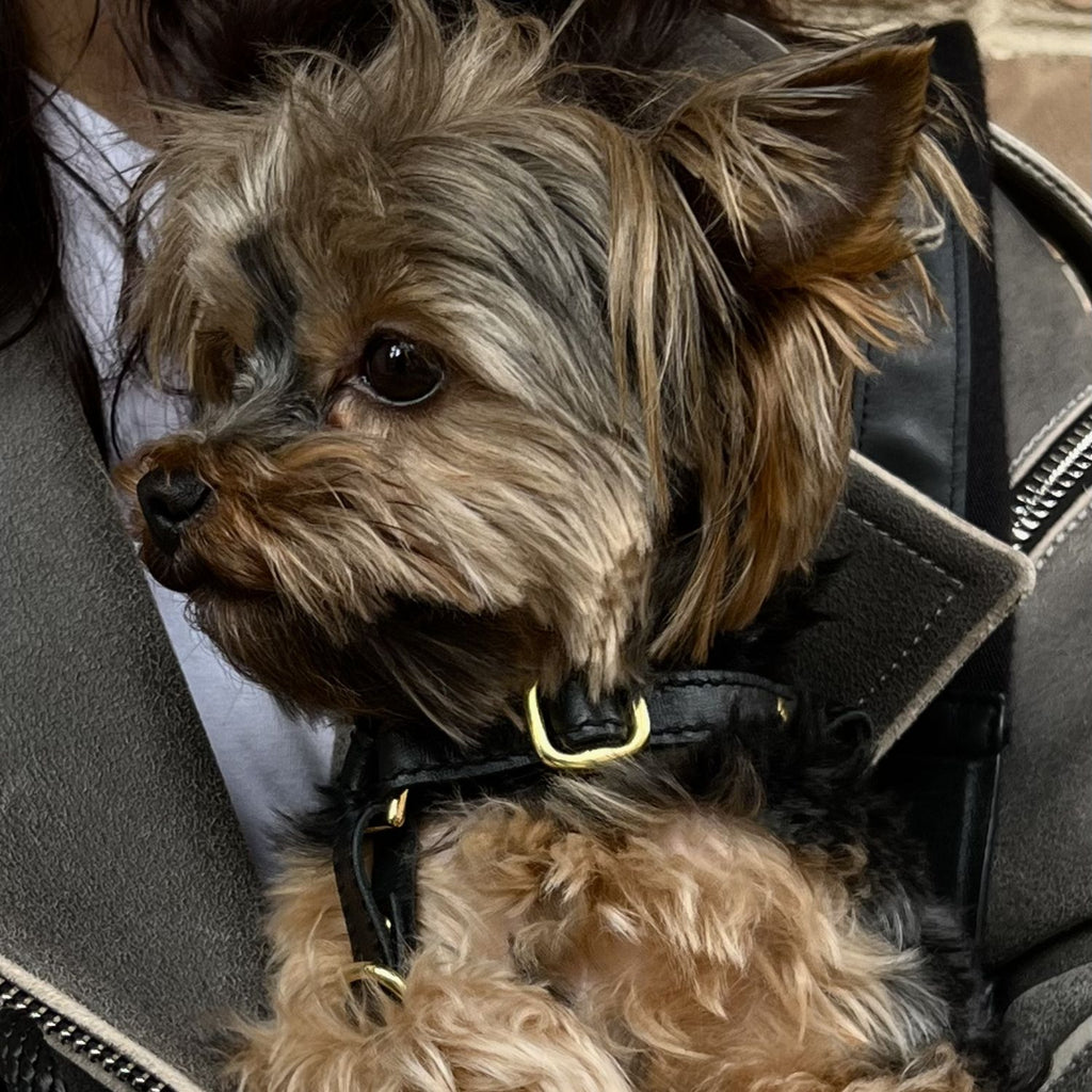 Close-up of a Yorkshire Terrier comfortably wearing the black Italian leather dog harness by CacheMio & CHOUCHOÚ, featuring brass hardware.