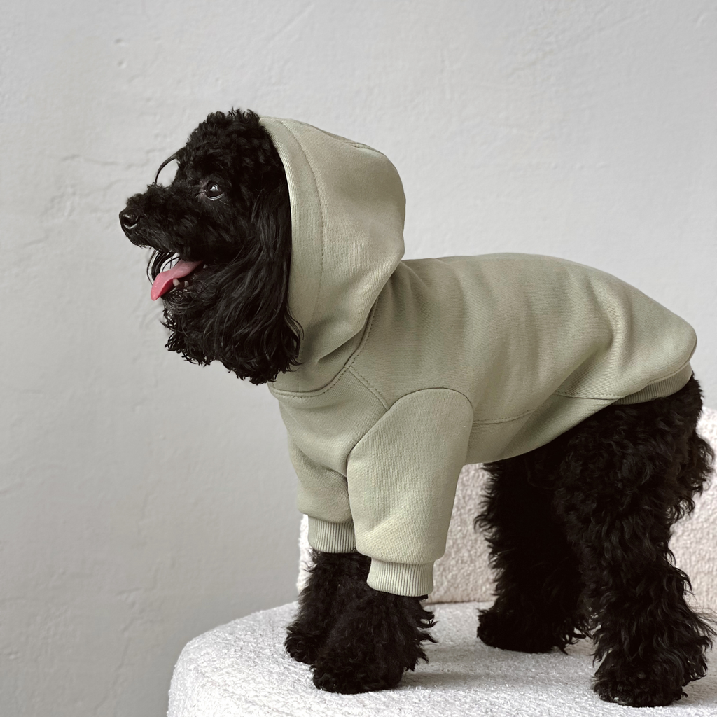 Striking color contrast as a jet-black poodle stands on a fluffy chair, modeling the light green heavy-gauge sweater with unrestricted shoulder mobility.