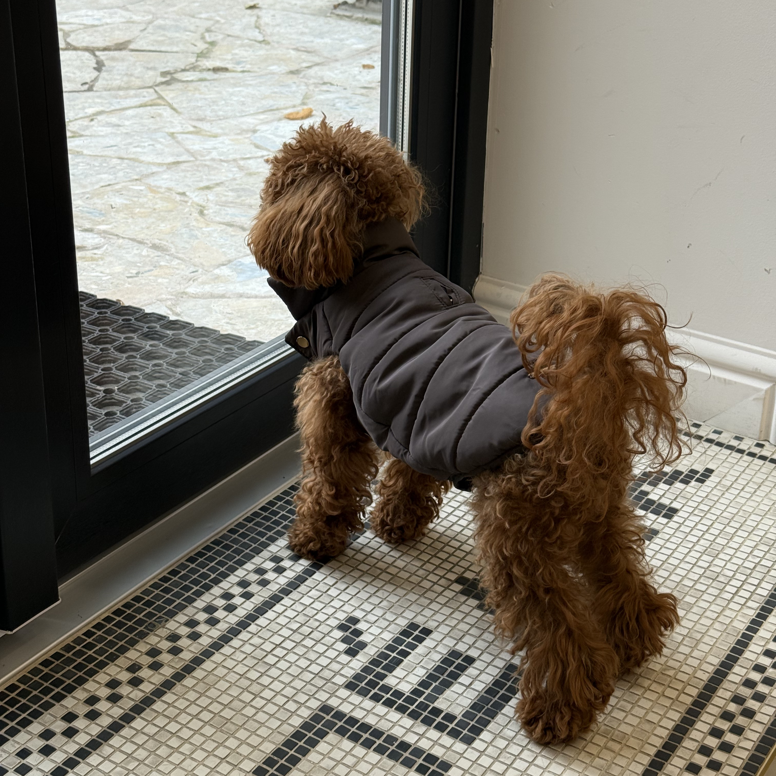 Anticipating a cold walk, a well-groomed maltipoo stands attentively at a glass door. The dark monochrome outerwear provides complete torso coverage against icy drafts.