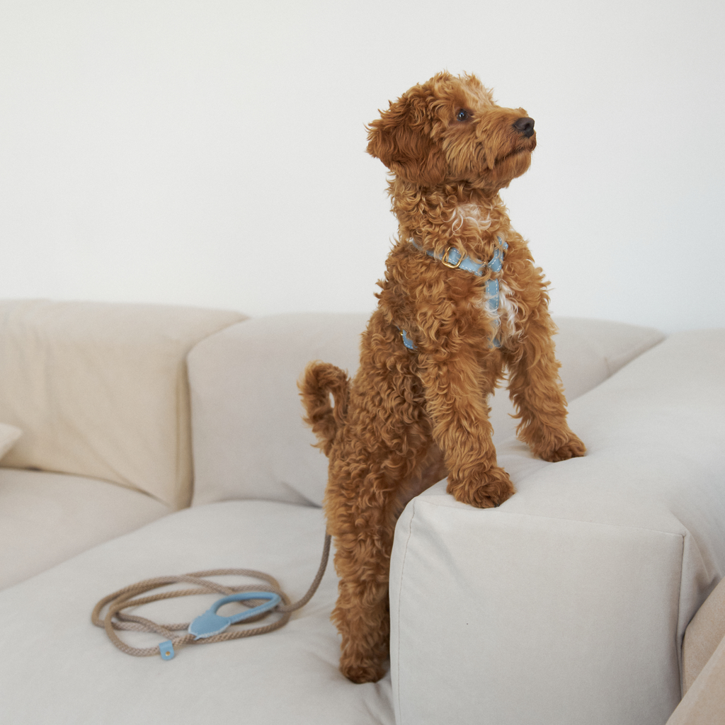 Standing attentively on a light beige sofa, the maltipoo displays the seamless integration of the blue harness with a matching kinetic rope leash.