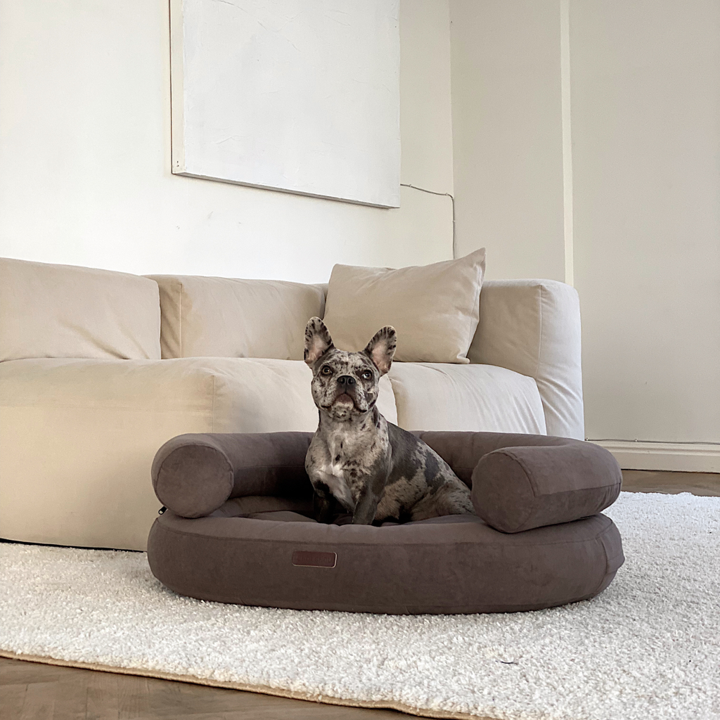 Striking blue merle French Bulldog sits attentively inside the heavy-duty chocolate canine lounge against a minimalist white living room backdrop.