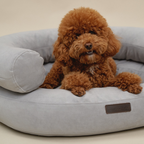 Resting heavy paws over the thick front bolster, a calm brown maltipoo enjoys the secure and enveloping environment of the ash-colored sanctuary.
