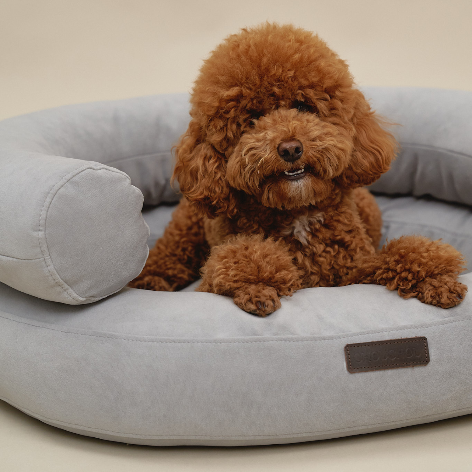 Resting heavy paws over the thick front bolster, a calm brown maltipoo enjoys the secure and enveloping environment of the ash-colored sanctuary.