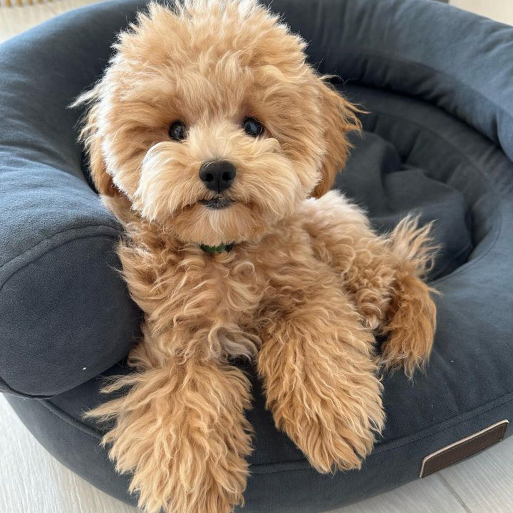 Soulful eyes of a caramel-colored Maltipoo puppy peering over the thick graphite bolsters, showcasing the secure, enclosed environment of the luxury bed.
