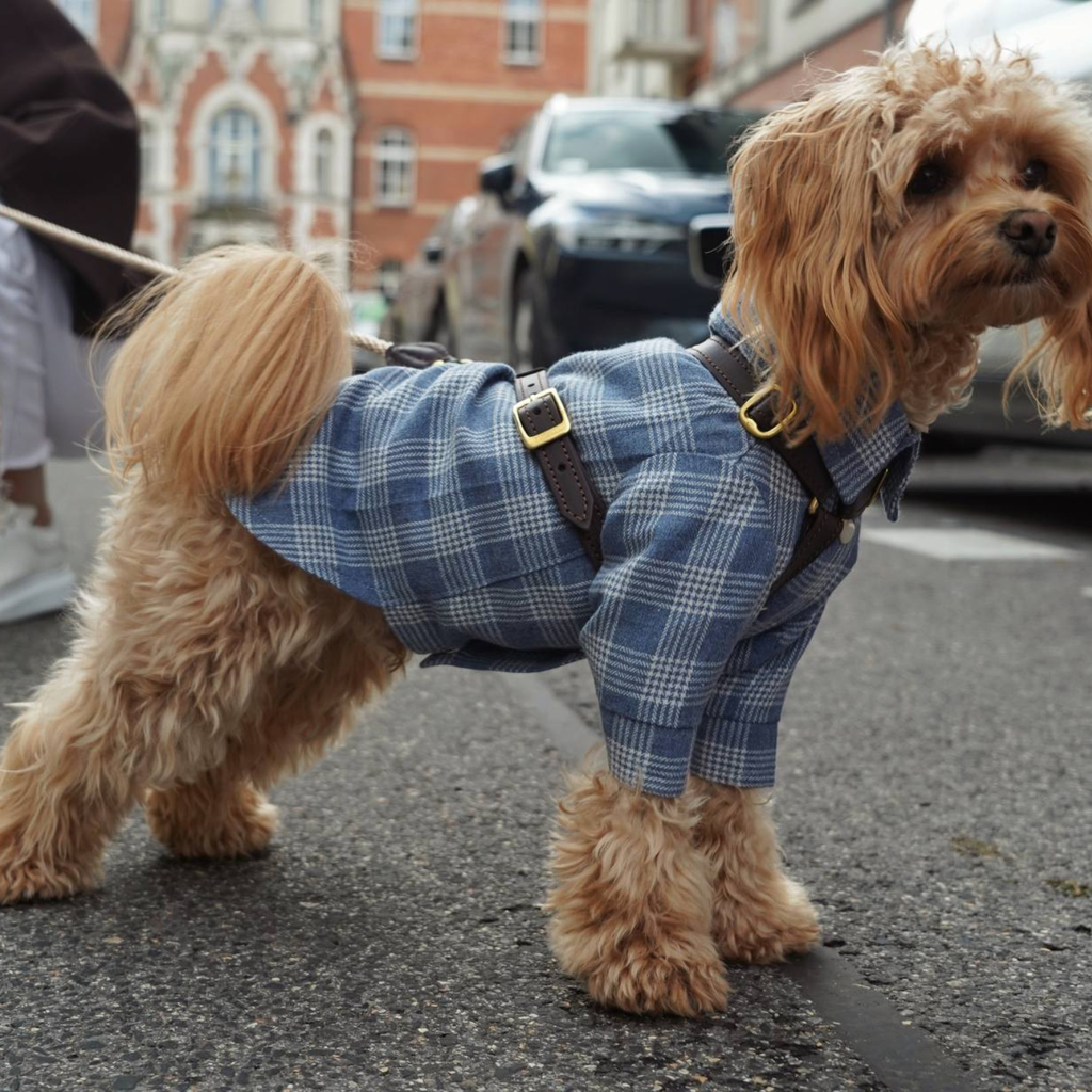 The tailored cut of the button-down shirt conforms perfectly to the maltipoo's natural proportions, offering a quiet elegance scaled for pets.