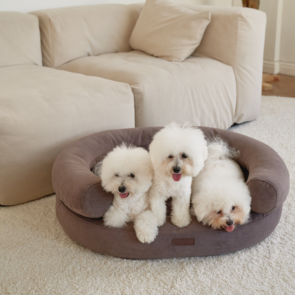 Three bright white Bichon Frises comfortably share the heavy-duty chocolate brown luxury pet lounge in a minimalist home environment.