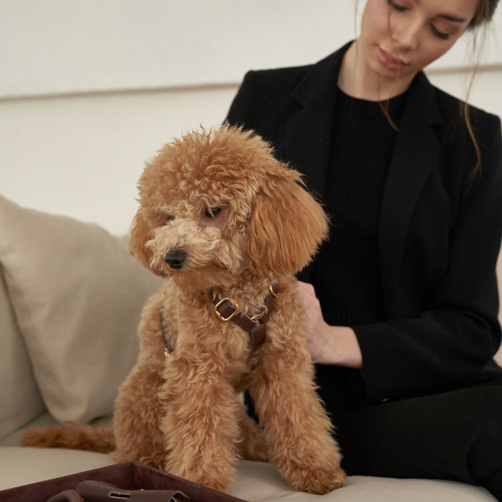 Woman petting a brown Toy Poodle wearing the ergonomic chocolate leather dog harness by CacheMio & CHOUCHOÚ.