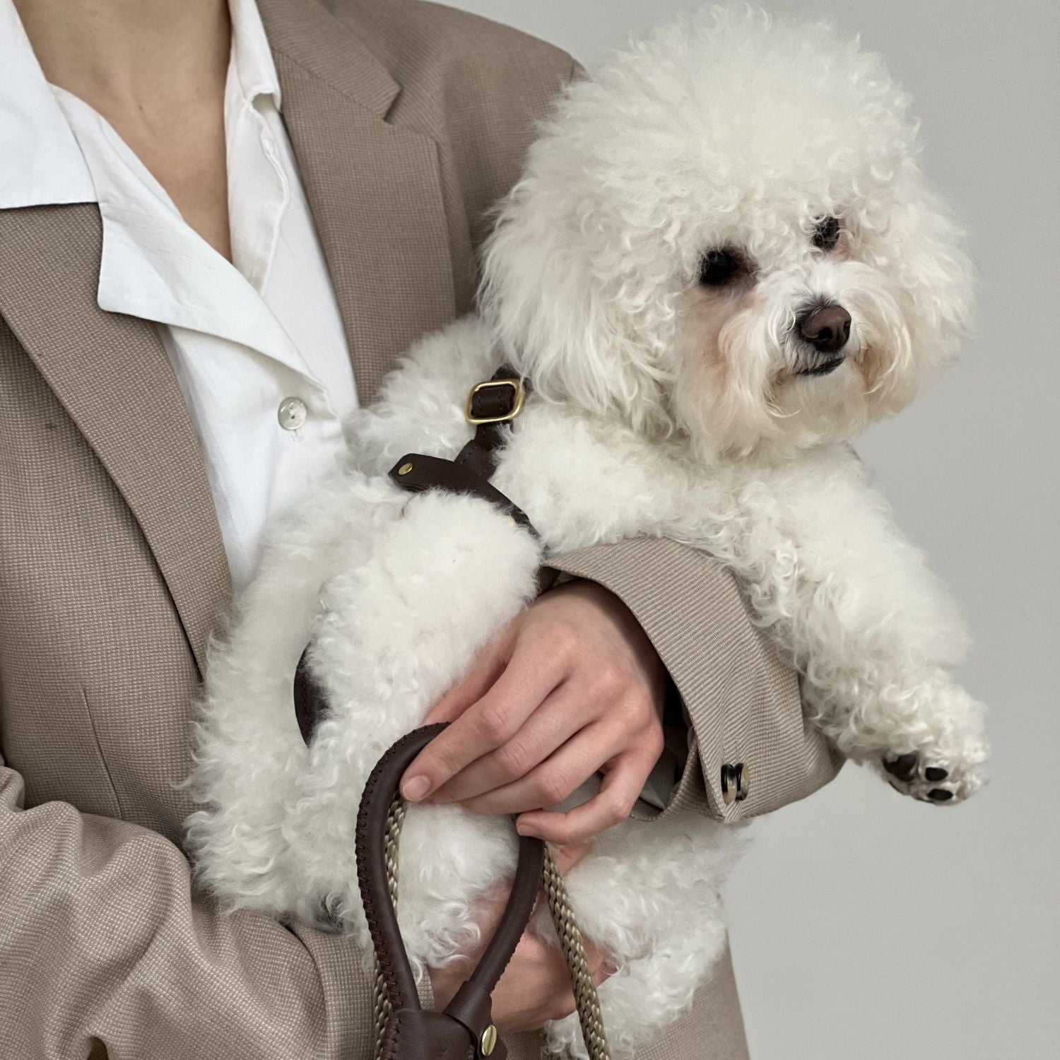 Woman holding a white Bichon Frise wearing the chocolate brown premium leather dog harness and leash by CacheMio & CHOUCHOÚ.