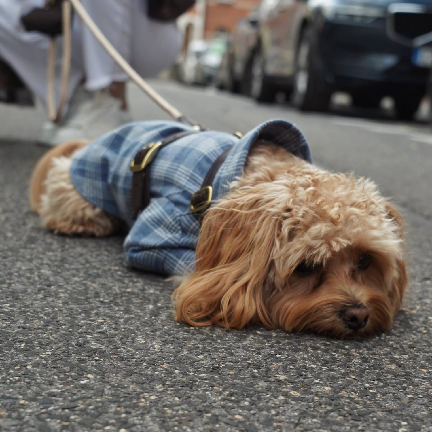 Total fabric comfort proven by a relaxed maltipoo resting directly on the pavement, enveloped in the lightweight and gentle checkered cotton.