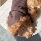 Absolute resting comfort captured as a brown maltipoo sleeps peacefully on a textured bouclé surface, completely enveloped by the soft heavy-gauge cotton garment.