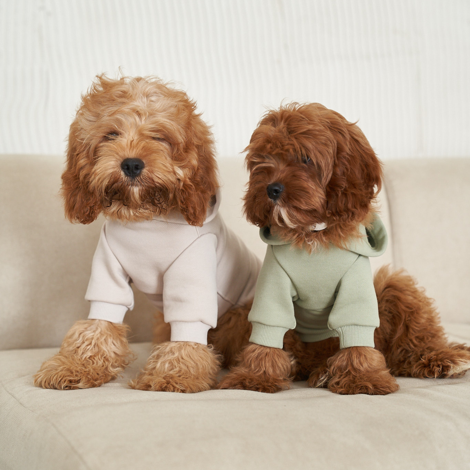 Domestic harmony captured as two maltipoos share a beige sofa, contrasting the soft pistachio and cream variations of the cotton loungewear collection.
