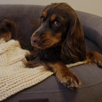 Rich tan and black coat of an English Cocker Spaniel perfectly mirrors the deep earthy hues of the CacheMio orthopedic bed during quiet relaxation.