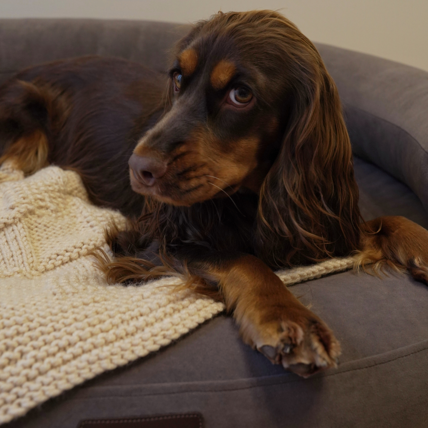 Rich tan and black coat of an English Cocker Spaniel perfectly mirrors the deep earthy hues of the CacheMio orthopedic bed during quiet relaxation.