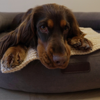 Soulful eyes and drooping ears of an English Cocker Spaniel rest heavily on the velvet-touch brown bolster beside a chunky cream knit blanket.