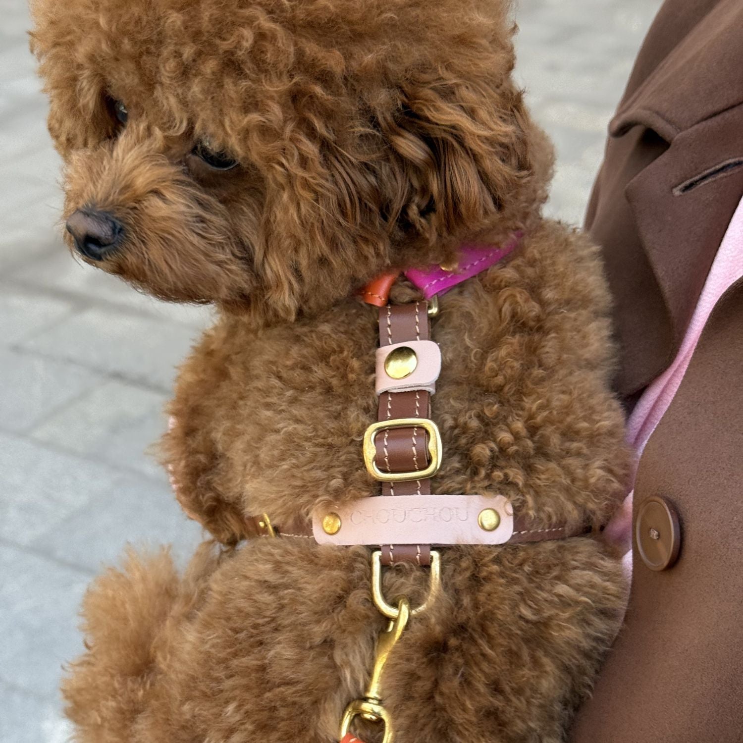Expressive leather strapping securely envelopes a small maltipoo, contrasting beautifully against the dog's rich brown coat.