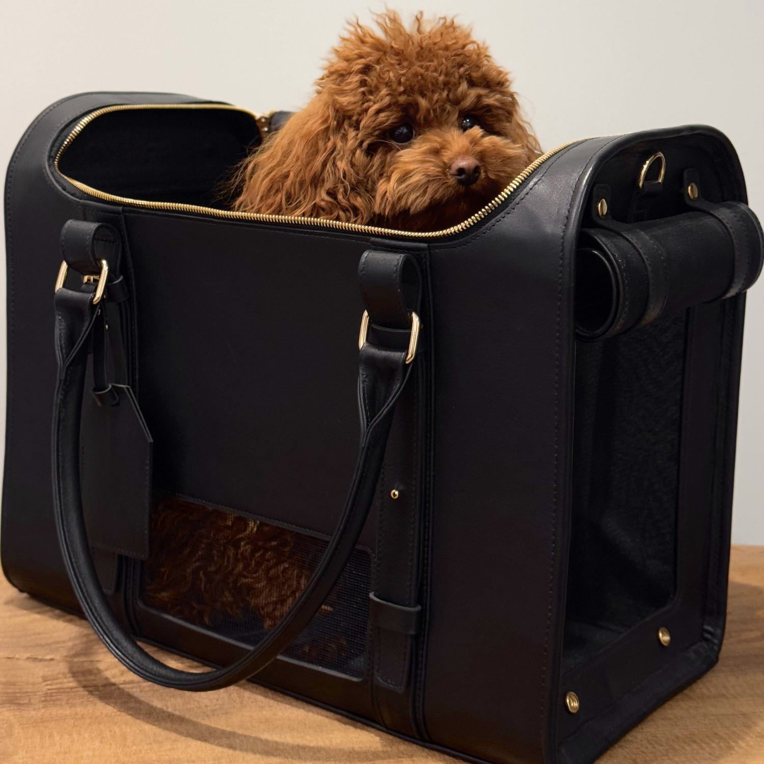 Secured by an internal tether, a small brown maltipoo enjoys the turbulence-free sanctuary provided by the premium dark transit bag.