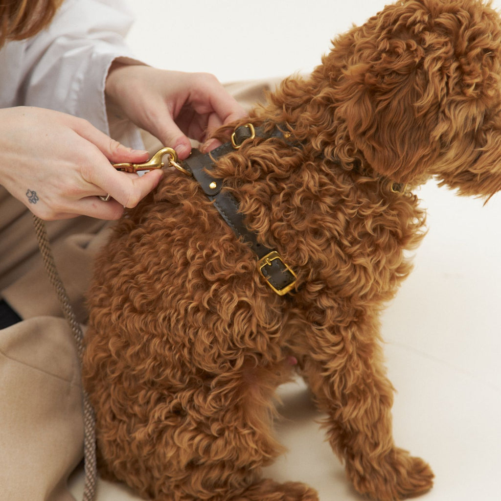 A woman carefully secures the golden-tone buckles of the earthy green chest strap onto her curly brown maltipoo, ensuring a flawless tailored fit.