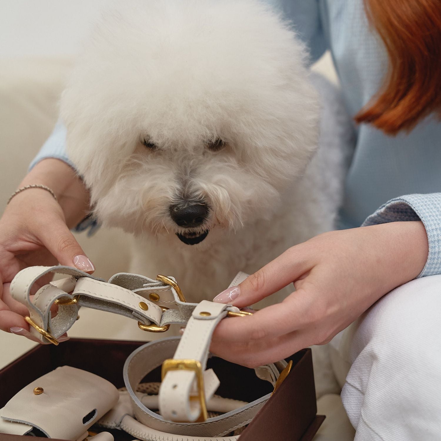 A fluffy white Bichon Frise carefully examines its new luxury walking gear directly from the bespoke brown presentation box.