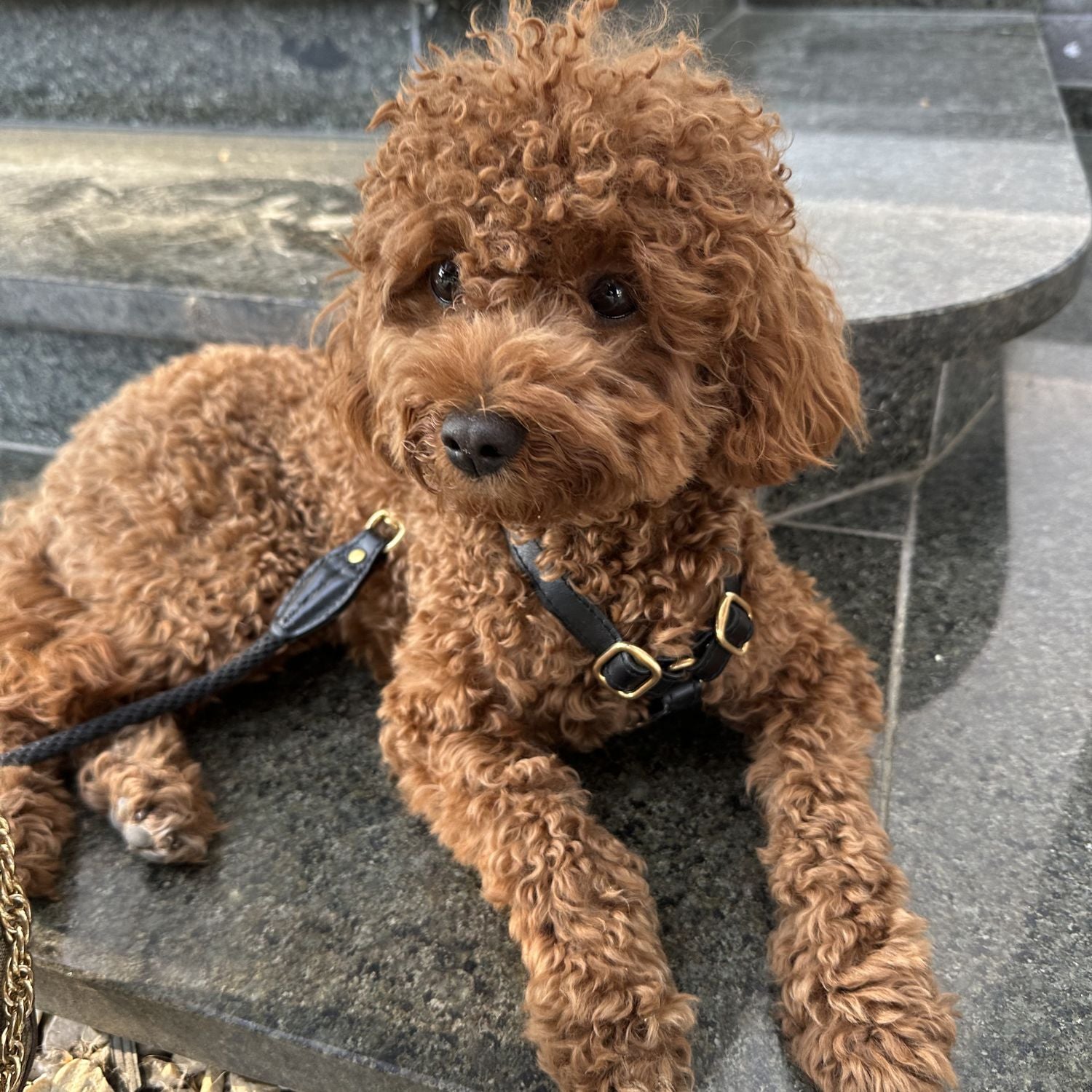 Resting comfortably on polished granite stairs, the fluffy maltipoo models the secure and elegant pitch-black outdoor walking equipment.