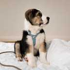 Sitting gracefully on rumpled white bedsheets, the magnificent puppy looks away while modeling the luxurious light blue anatomical pet gear.