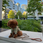 Golden hour lighting illuminates the modern architectural background while a curly maltipoo sits calmly, radiating understated style in the hooded cotton outerwear.