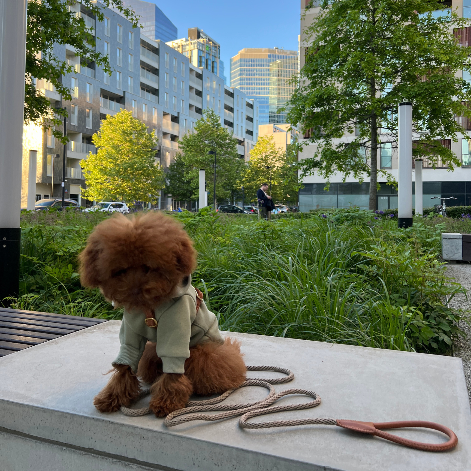Golden hour lighting illuminates the modern architectural background while a curly maltipoo sits calmly, radiating understated style in the hooded cotton outerwear.