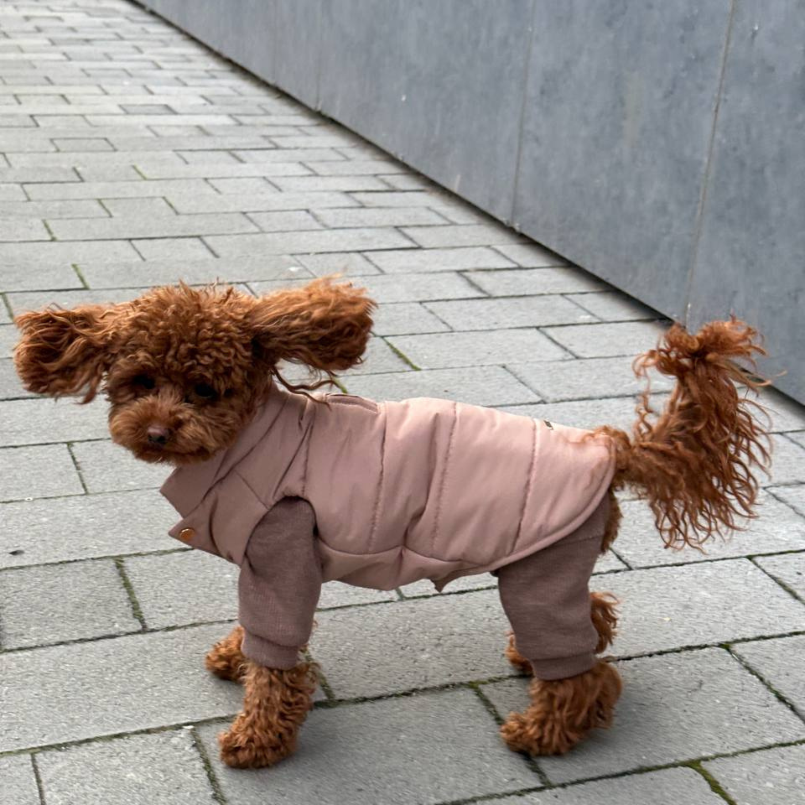 A curly brown maltipoo confidently braves a brisk city walk, shielded by the high-performance insulated pet vest. The windproof shell flawlessly deflects harsh gusts while maintaining a chic aesthetic.