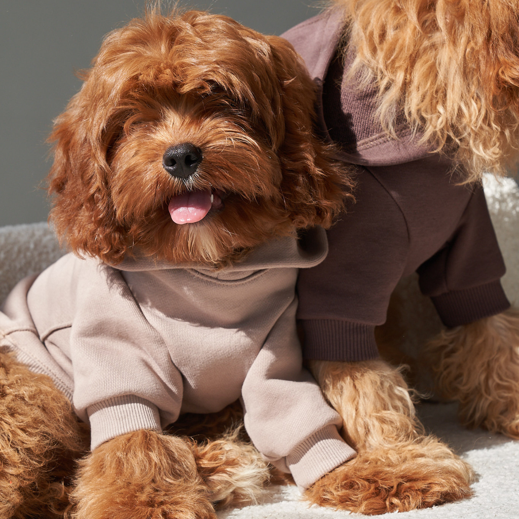 Two attentive curly-haired maltipoos modeling transitional fall apparel. A rich cocoa hoodie beautifully complements the lighter neutral variation during a bright indoor session.