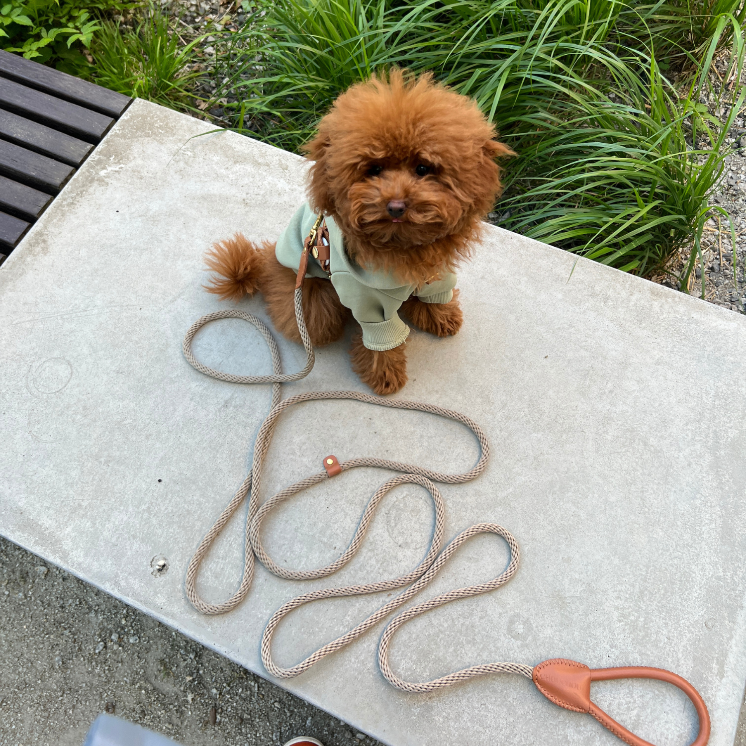 Urban exploration in a modern city park. A brown maltipoo stands on a concrete bench wearing the pistachio hoodie seamlessly layered under a tan leather harness.