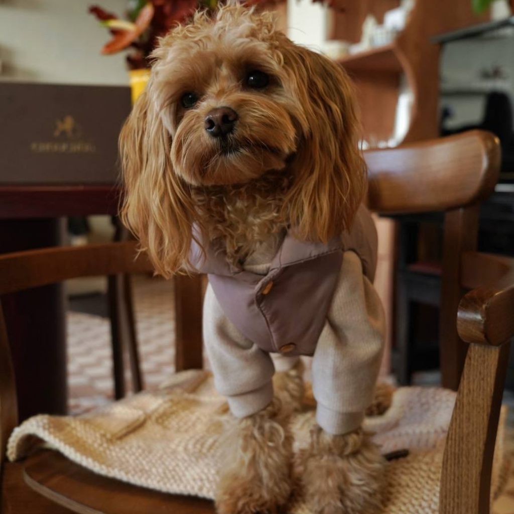 Blending technical utility with indoor sophistication, a fluffy maltipoo stands on a wooden chair draped in the neutral-toned CacheMio puffer. The tailored cut provides unhindered movement and maximum comfort.