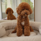 Sitting attentively inside the pale canine lounge, a curly brown maltipoo models the supportive structure, softly mirrored in a bright domestic setting.