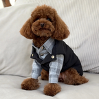 A curly brown maltipoo models high-contrast winter fashion, effortlessly layering the utilitarian black vest over a grey plaid button-down shirt on a light-colored sofa.