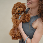 Cradled comfortably in her owner's arms, a curly brown maltipoo models the gentle pastel blue anatomical vest, perfectly complementing her coat.