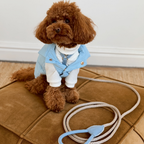 A well-groomed pet sits attentively on a velvet ottoman, perfectly color-coordinated with a matching serene blue rope leash resting in the foreground. The outerwear exudes quiet luxury and readiness for a city walk.