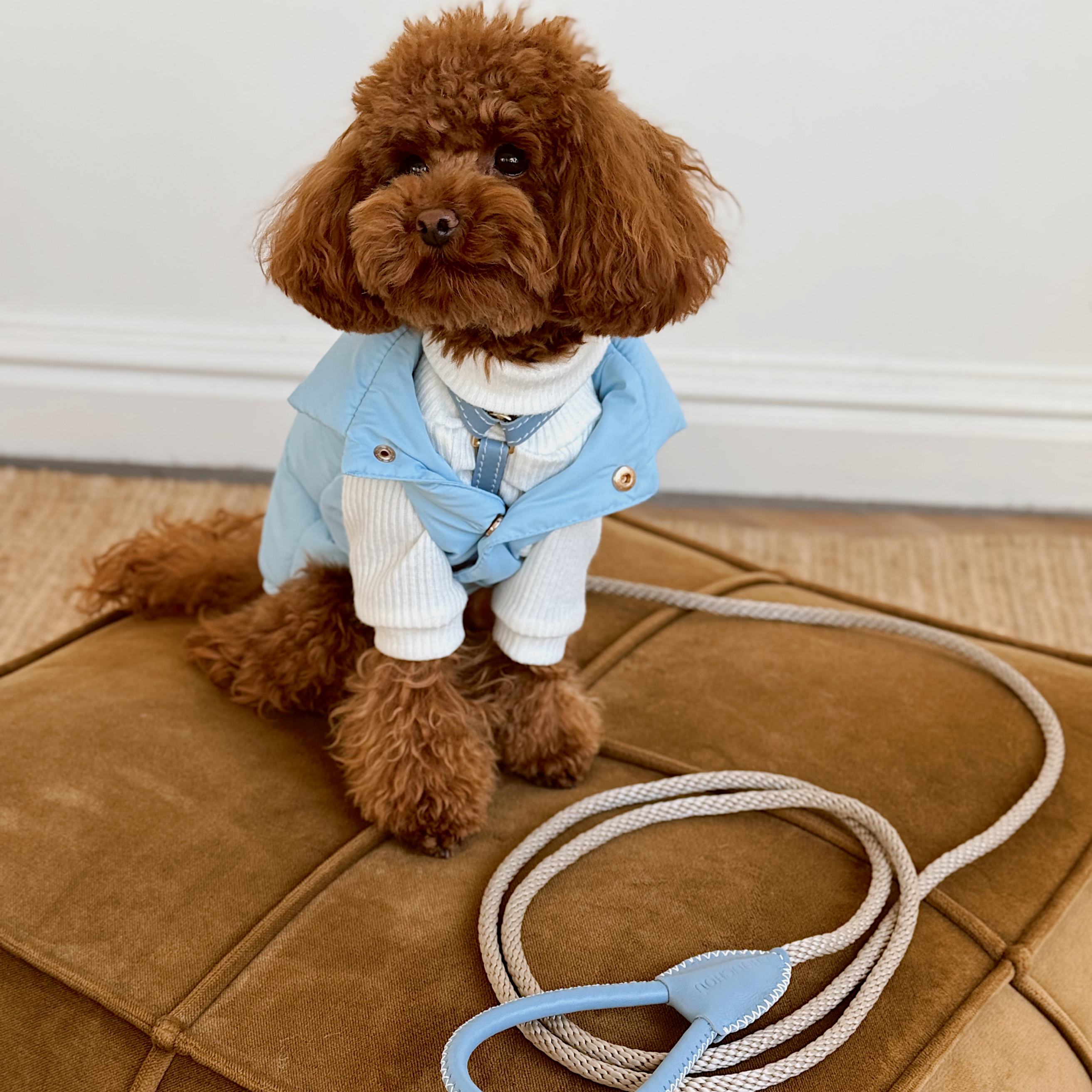 A well-groomed pet sits attentively on a velvet ottoman, perfectly color-coordinated with a matching serene blue rope leash resting in the foreground. The outerwear exudes quiet luxury and readiness for a city walk.