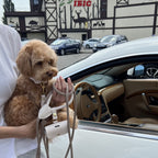Owner holding a brown maltipoo and the CacheMio & CHOUCHOÚ milk white leather leash handle and waste bag dispenser after a car ride.