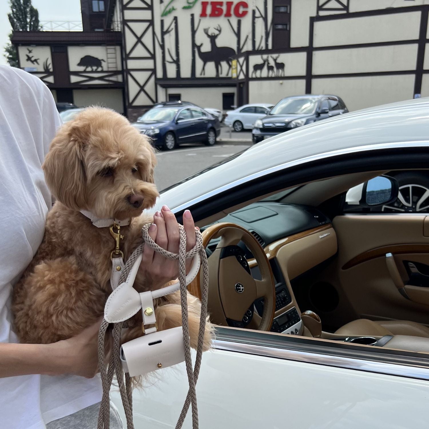 Owner holding a brown maltipoo and the CacheMio & CHOUCHOÚ milk white leather leash handle and waste bag dispenser after a car ride.
