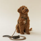 An obedient curly-haired pet sitting patiently, flawlessly showcasing the organic tones of the CacheMio x CHOUCHOÚ olive leather walking kit.