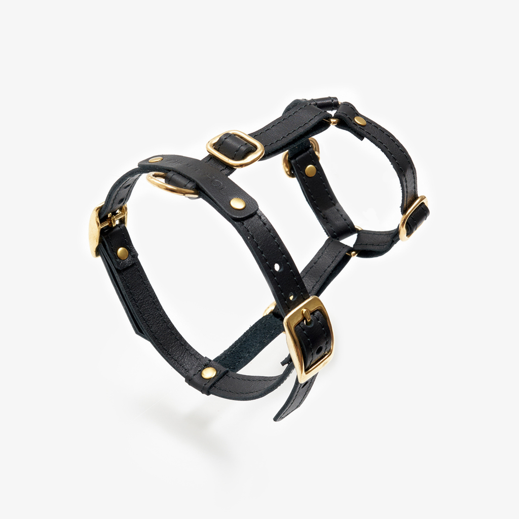 Oblique architectural study of the pitch-black canine chest strap, revealing the heavy-duty golden brass nodes and tactical leather layering.