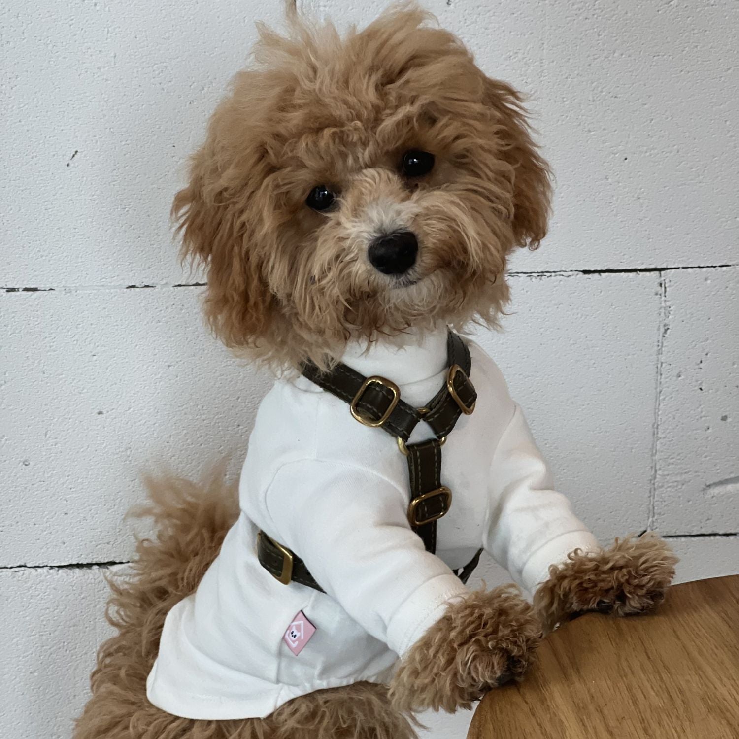 Adorable maltipoo wearing a white dog shirt styled perfectly with the Olive green leather dog harness by CacheMio & CHOUCHOÚ on an outdoor deck.